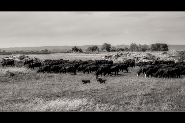 sheepdogs