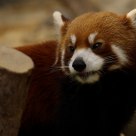 Red Panda