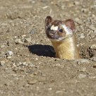 The Long-tailed Weasel