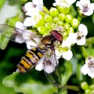 Mosca cernidora 3