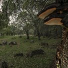 Fungi