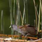 Tagüita (Gallinula melanops)