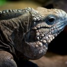 Lizard