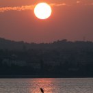 Sirmione sunset with heron