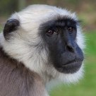 Black And White Ape