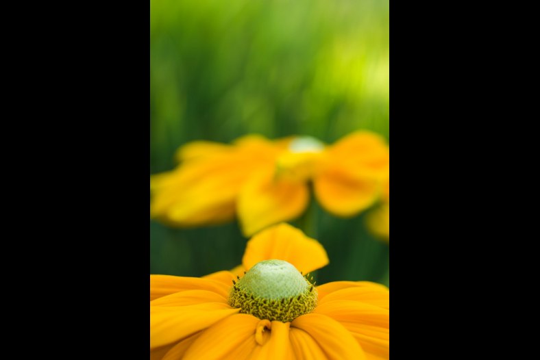 Mellow yellow