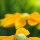 Mellow yellow