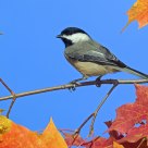 Autumn  Chickadee