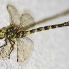 Urban dragonfly