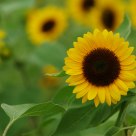 lovely sunflower 