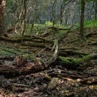 Where trees die