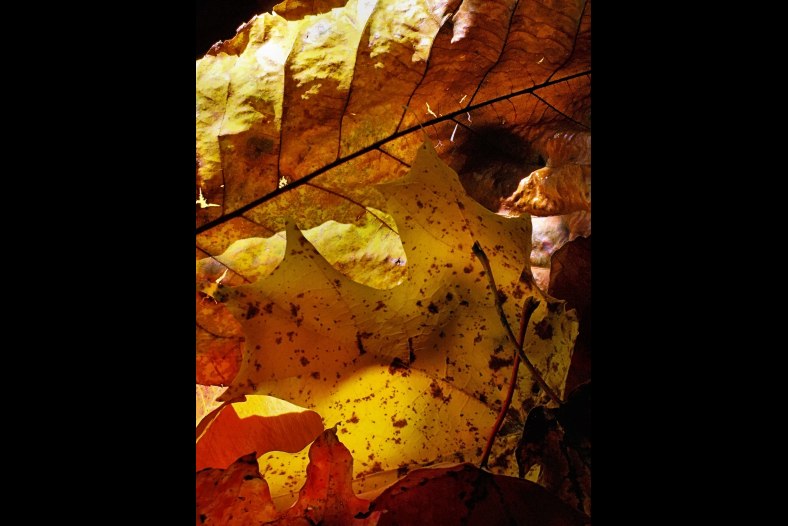 Autumnal