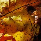 Autumnal