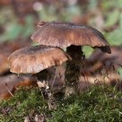 Mushrooms
