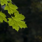 Maple leaves in the spotlight