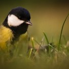 Similar positions (tit and grass)