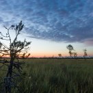Swamp