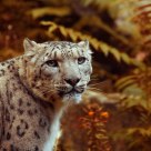 Snow leopard