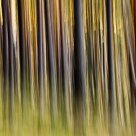 Movement in the forest