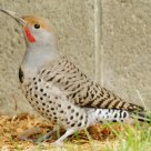 A Backyard Bird