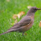 A Bird in the Backyard
