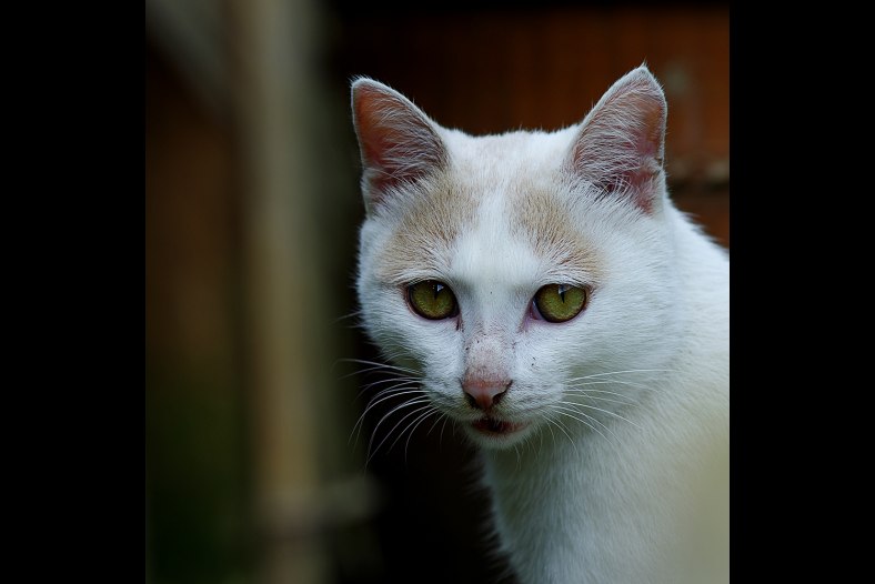 cat