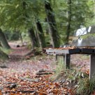 Autumn Leaves