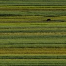 Bashang grasslan