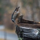  Eurasian Nuthatch (Sitta europaea)