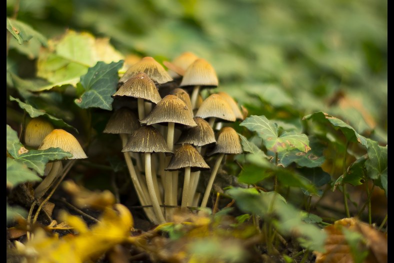 Champignons