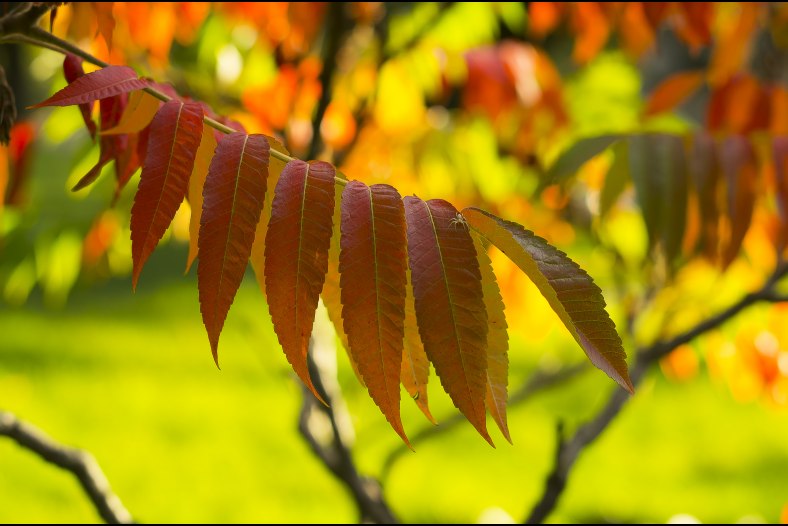 Automne