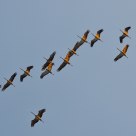 Cranes