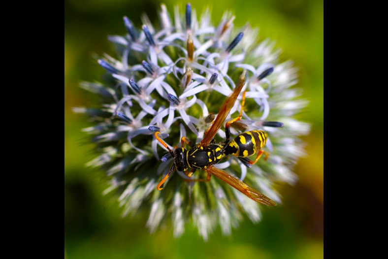 wasp