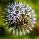 wasp