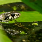 Baby Snake (Natrix natrix)