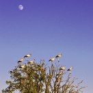 Storks under the moon