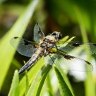 Libelle / Odonata