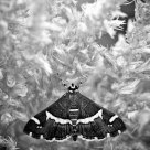 B&W fly