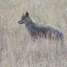 Coyoyte in the Grass