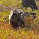 Griz Feeding