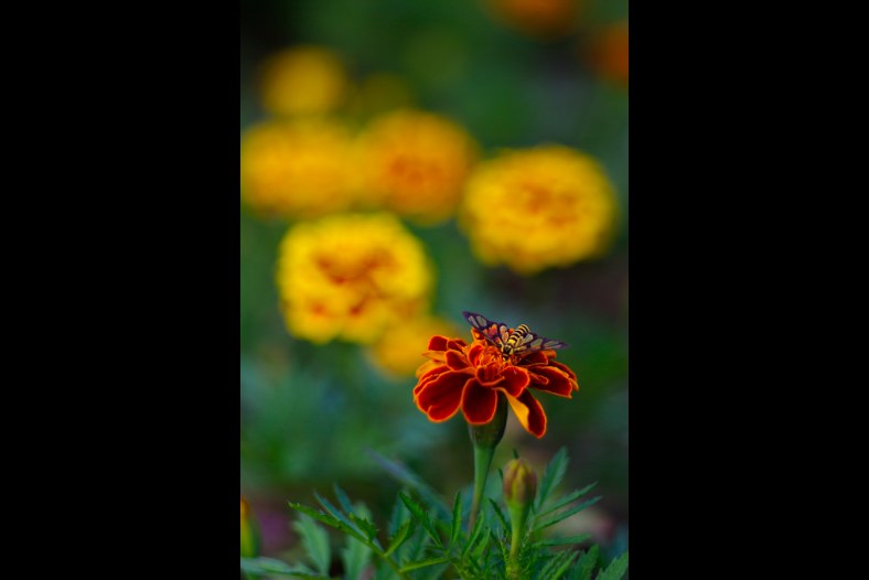 Gather honey bee