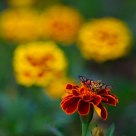 Gather honey bee