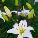 Lily
