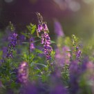 purple lavender