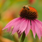 Little busy bee bring me honey