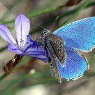 Blue Butterfly