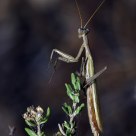 Mantis