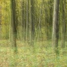 Enchanted Forest