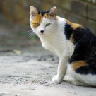 Black nose cat