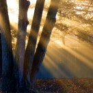 Morning's First  Rays